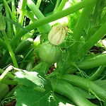 カントリーハウス Cal Sadurni プラノレス