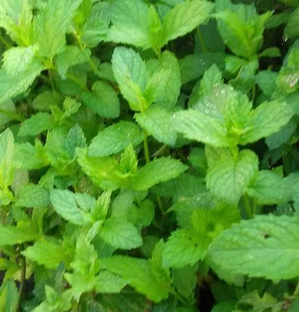 Cal Sadurni * Planoles