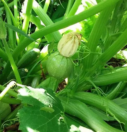 Casa di campagna Cal Sadurni Planoles