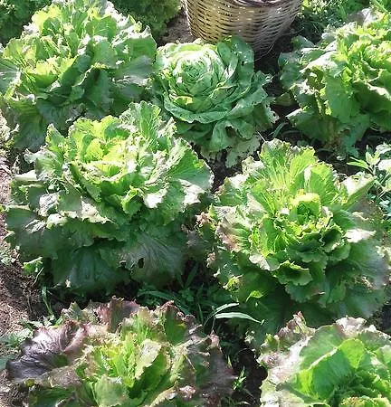 Cal Sadurni * Planoles