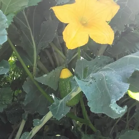 Cal Sadurní * Planoles (Planolas)